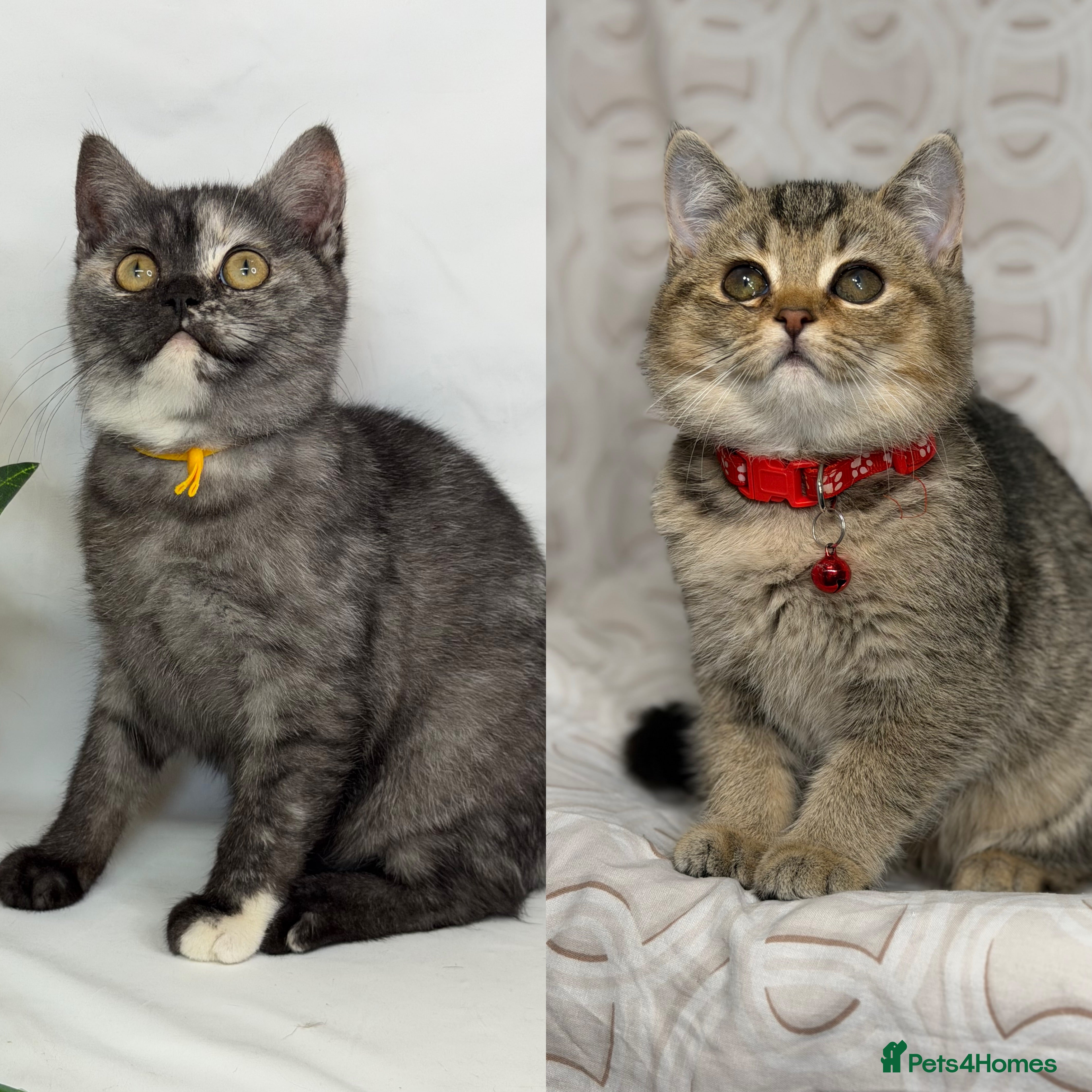 British Shorthair cats British shorthair Golden kittens TICA - Advert 1