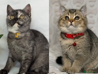 British Shorthair cats British shorthair Golden kittens TICA - Advert 2