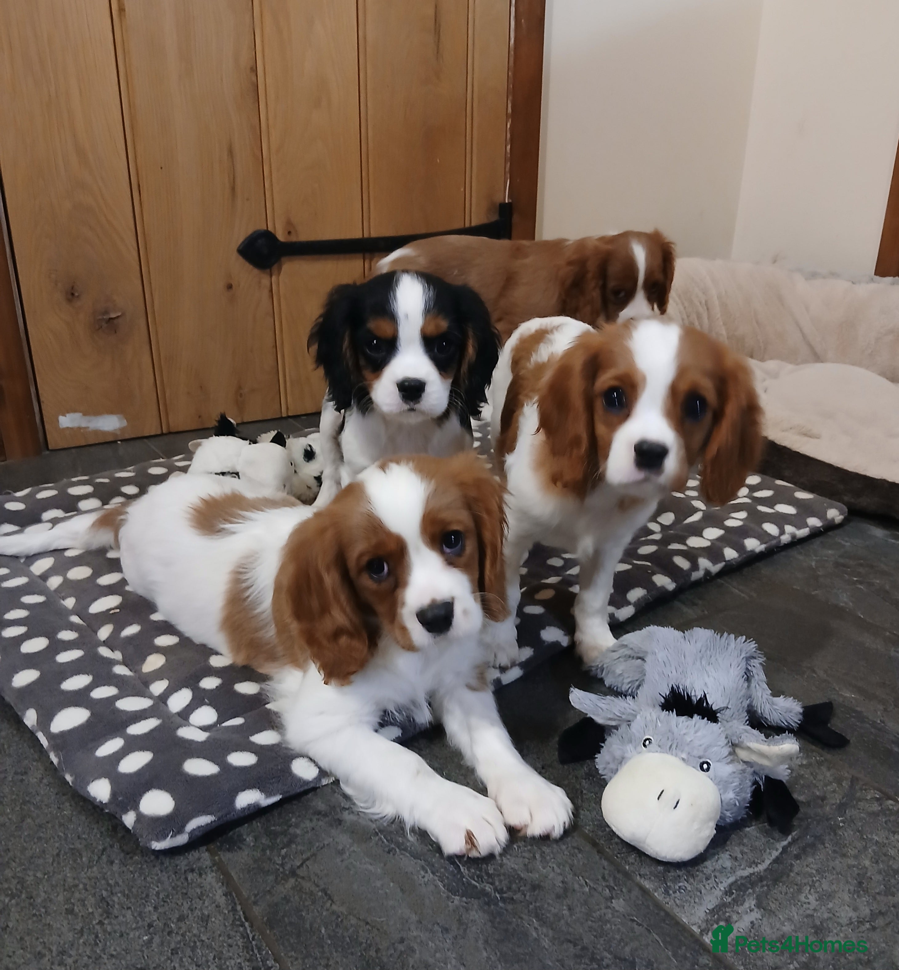 Cavalier King Charles Spaniel dogs FULLY VACCINATED Gorgeous BOYS - Advert 3