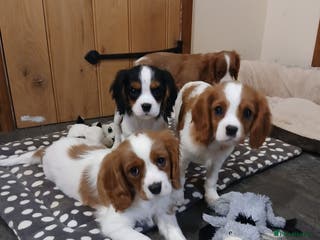 Cavalier King Charles Spaniel dogs FULLY VACCINATED Gorgeous BOYS - Advert 3