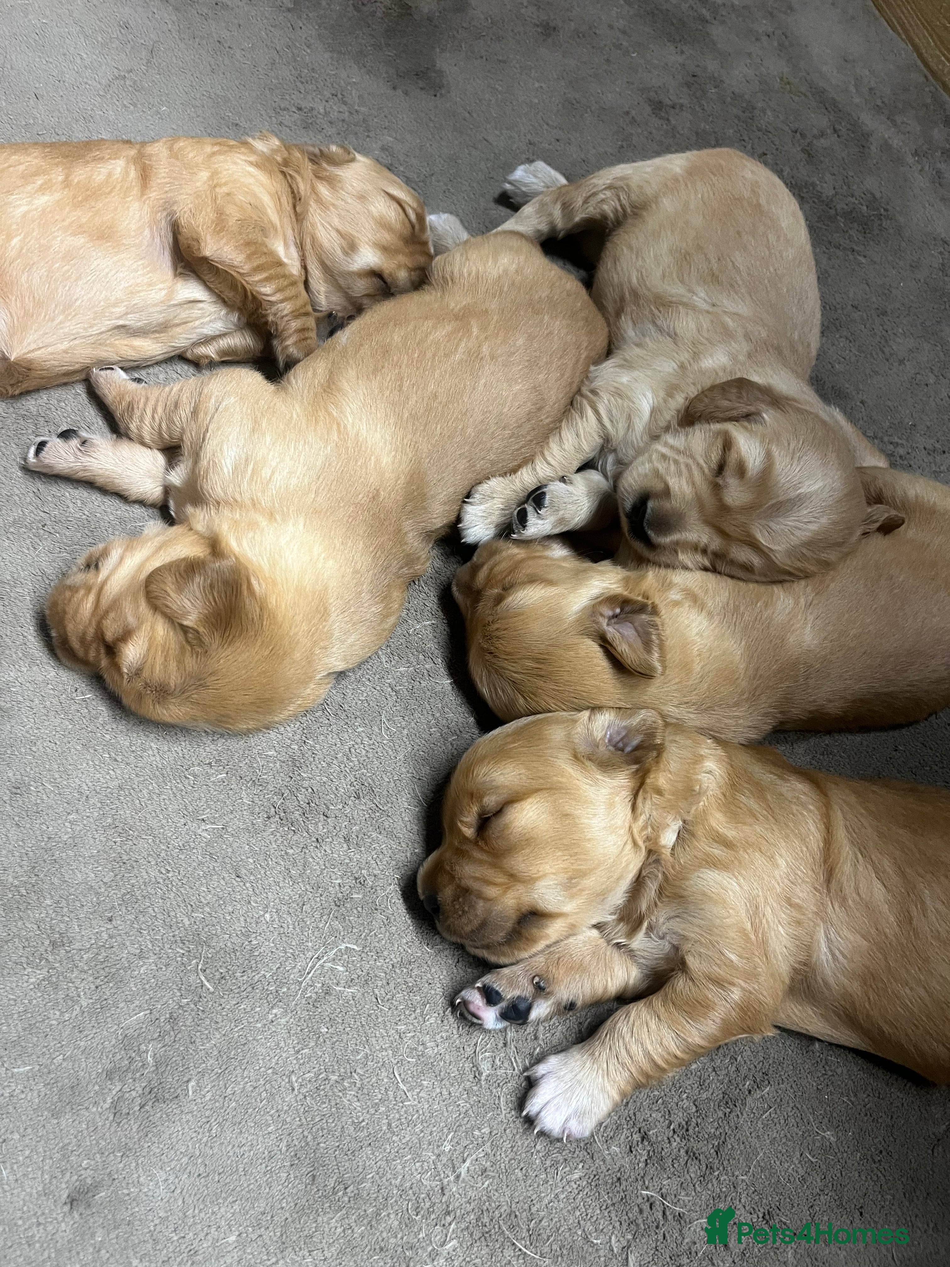 Golden Retriever dogs  beautiful litter of Golden Retriever pups  - Advert 8