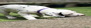 Dalmatian Puppy 2