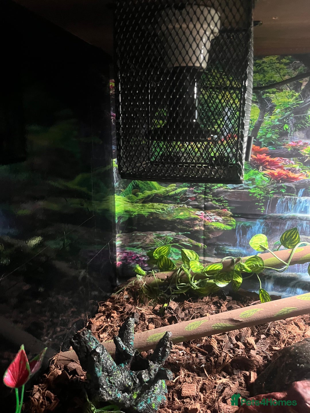 Python Snake reptiles for sale: Very sweet ball python and tank and unit  - Advert 16