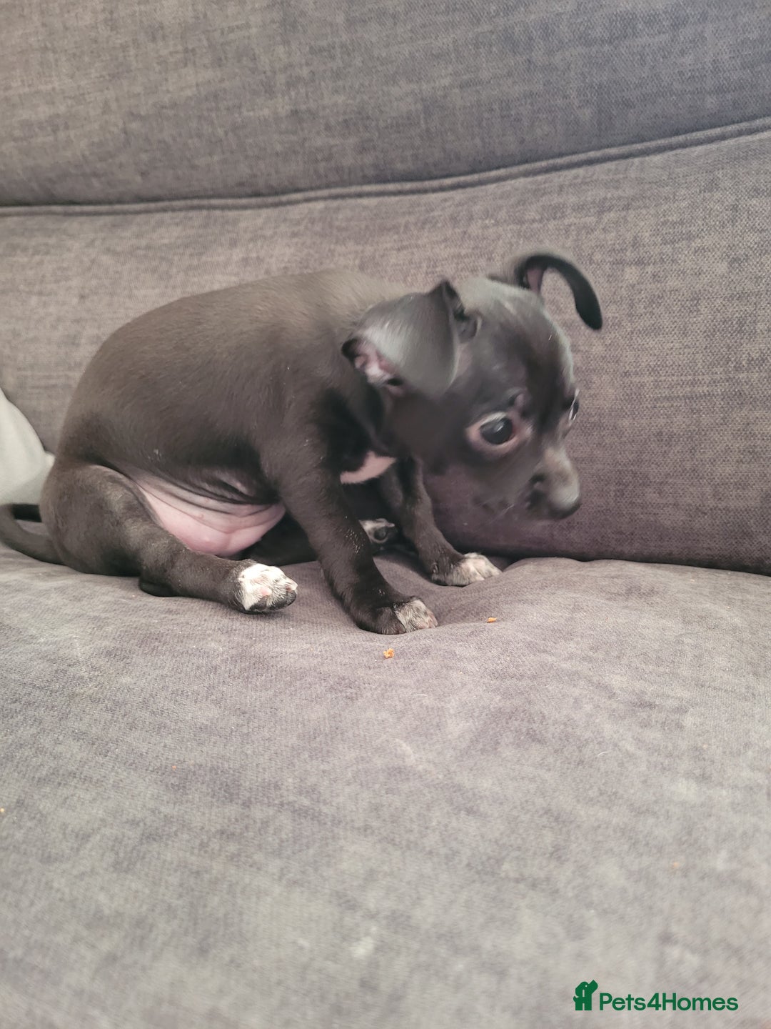 Chihuahua dogs for sale: Ready now - Advert 10