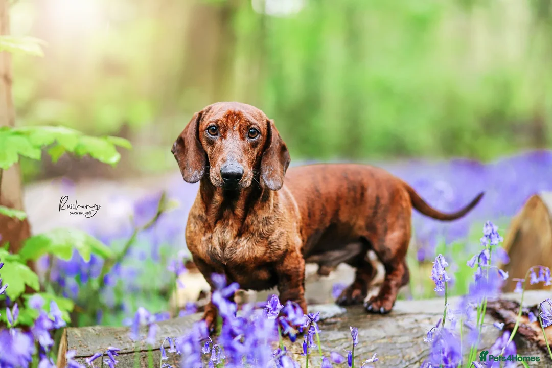 Dachshund dogs for stud: Miniature Smooth Dachshund Brindle KC reg in Nottingham - Advert 6