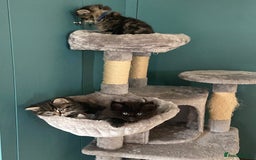 Ragdoll cats for sale: Ragdoll Cross Kittens – £300 each - Image 3