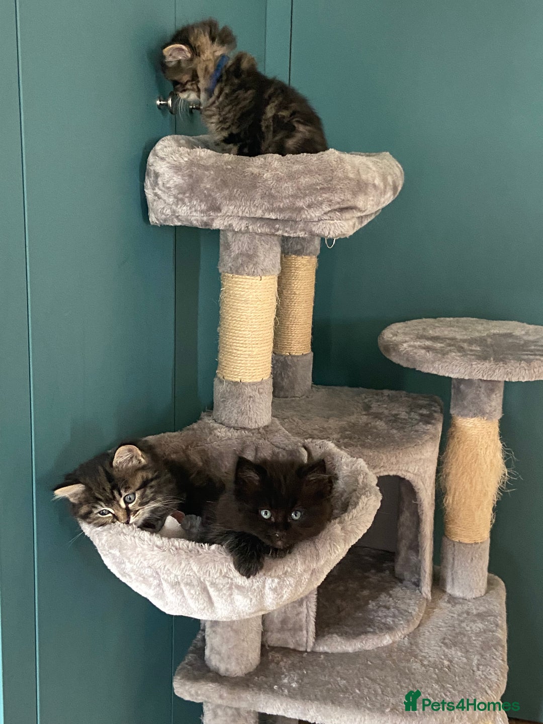 Ragdoll cats for sale: Ragdoll Cross Kittens – £300 each - Image 3