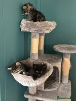 Ragdoll cats - Advert 25