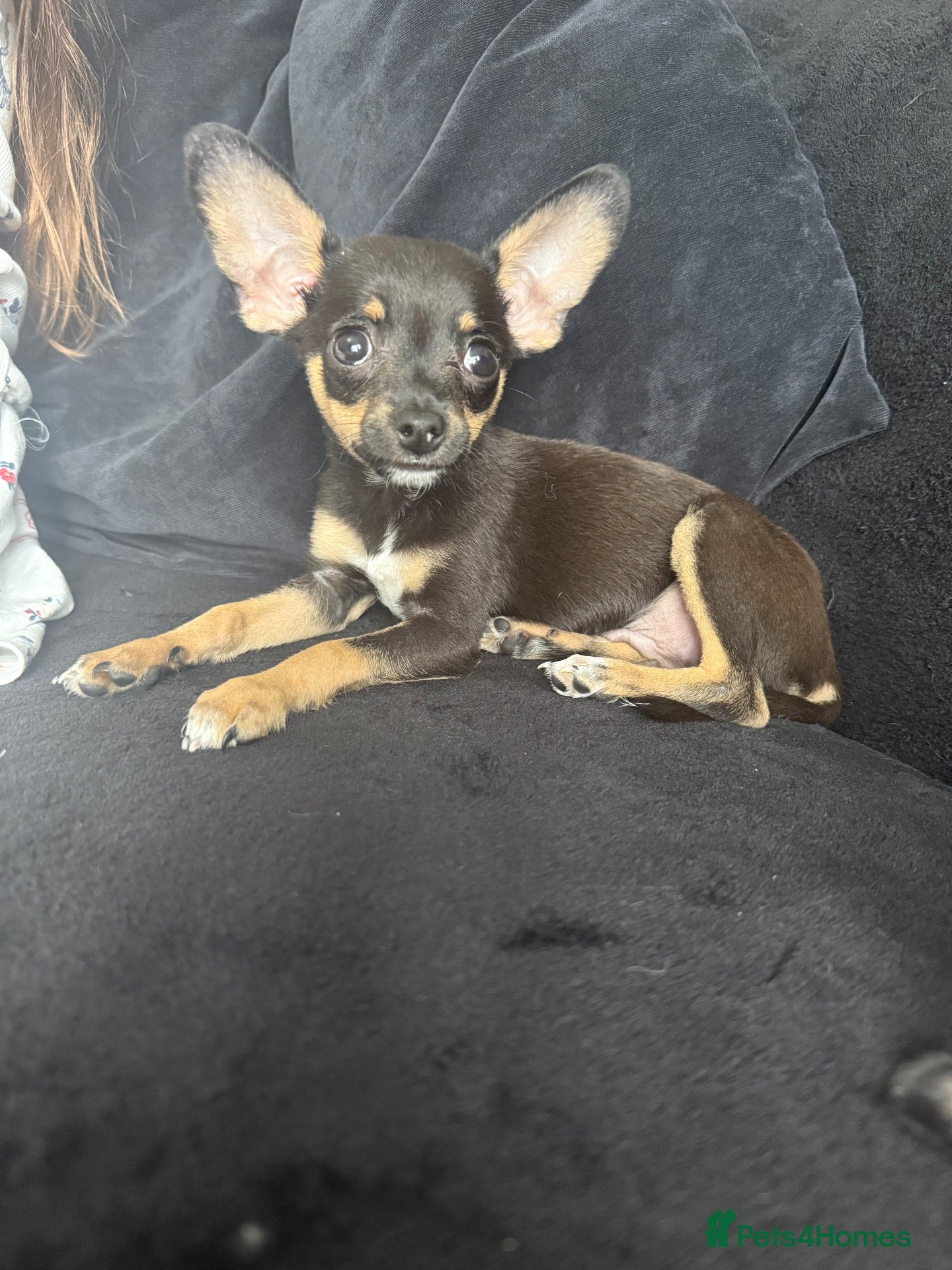 Mixed Breed dogs 💙💙❤️ CHIHUAHUA & POODLE PUPPIES  - Advert 1