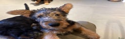 Airedale Terrier dogs for sale: Airedale puppy girl looking for a new home  - Advert 6