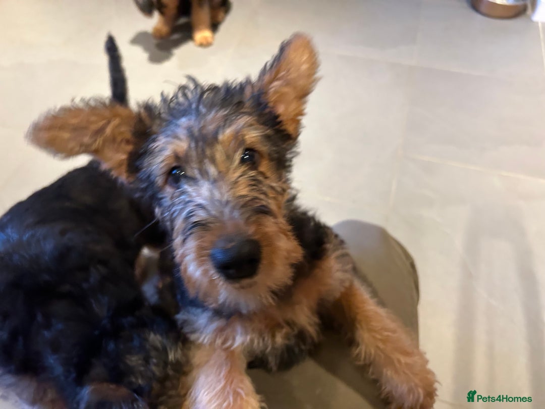 Airedale Terrier dogs for sale: Airedale puppy girl looking for a new home  - Advert 6