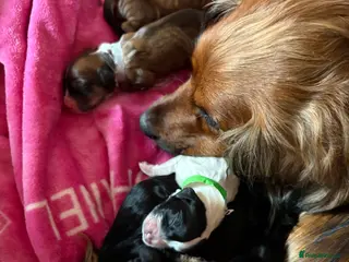 English Springer Spaniel dogs Springer spaniels for sale - Advert 3