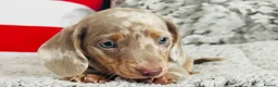 Miniature Dachshund dogs for sale: Beautiful miniature dachshund puppies - Advert 25