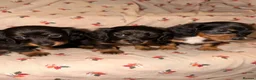 Dachshund dogs for sale:  Dachshunds 4 girls,5 boys 3 wired haired 6 smooth - Advert 7