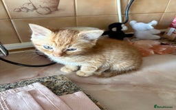Mixed Breed cats for sale: Kittens For Sale - Image 4