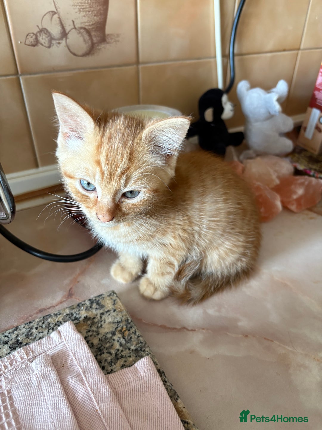 Mixed Breed cats for sale: Kittens For Sale - Image 4