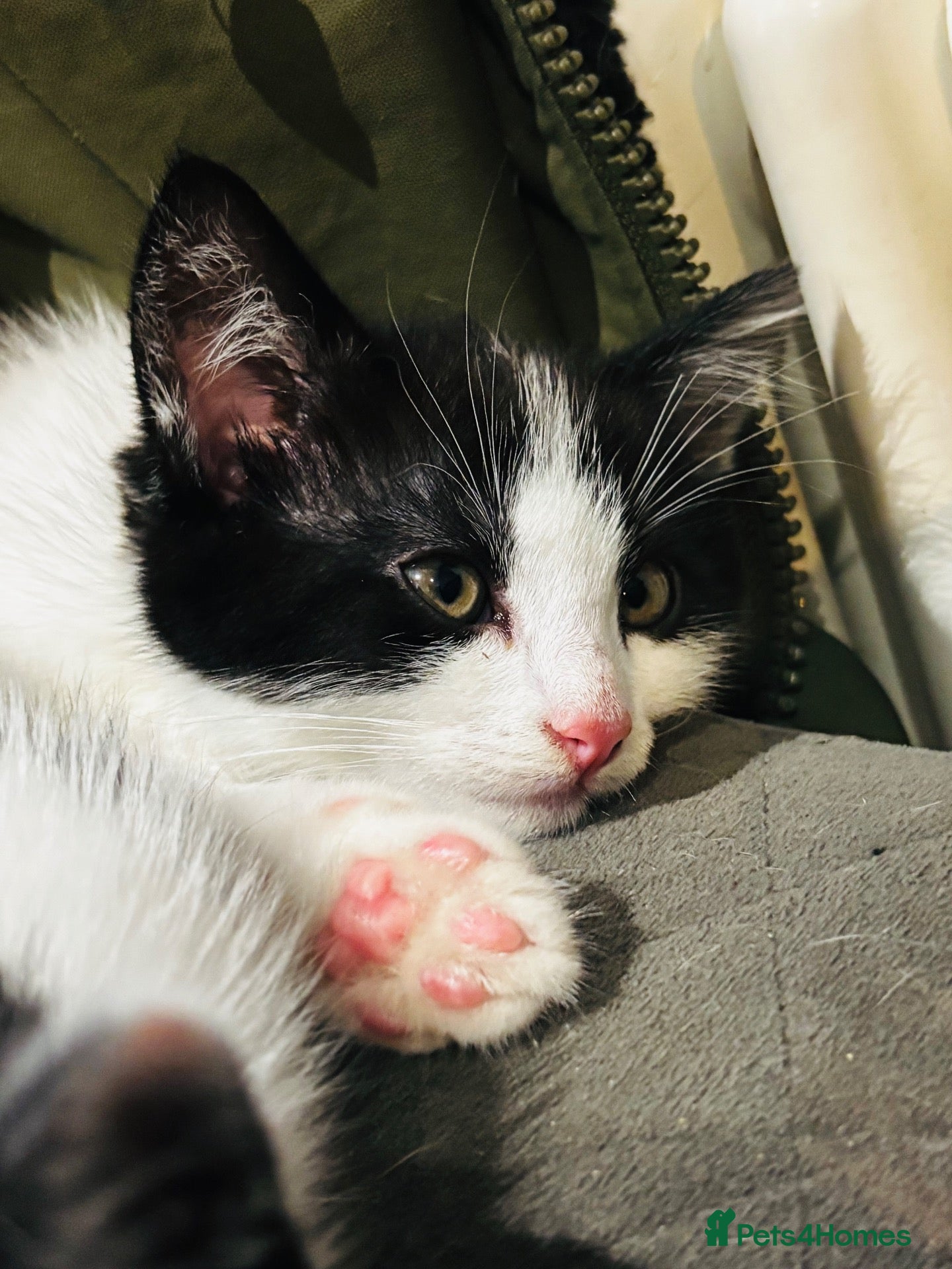 Mixed Breed cats Ready to leave now. - Advert 3