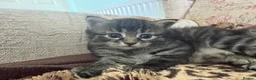 Mixed Breed cats for sale: Exotic Kittens For Sale in Aylesbury - Advert 2