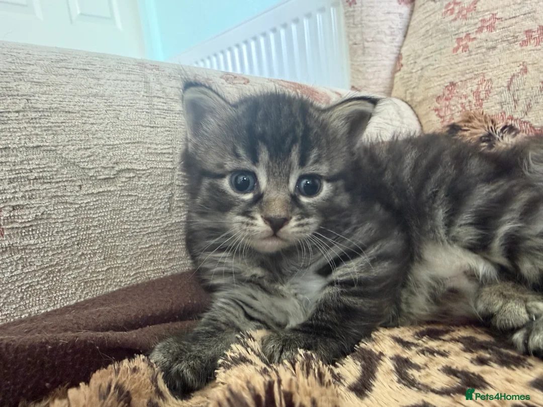Mixed Breed cats for sale: Exotic Kittens For Sale in Aylesbury - Advert 2