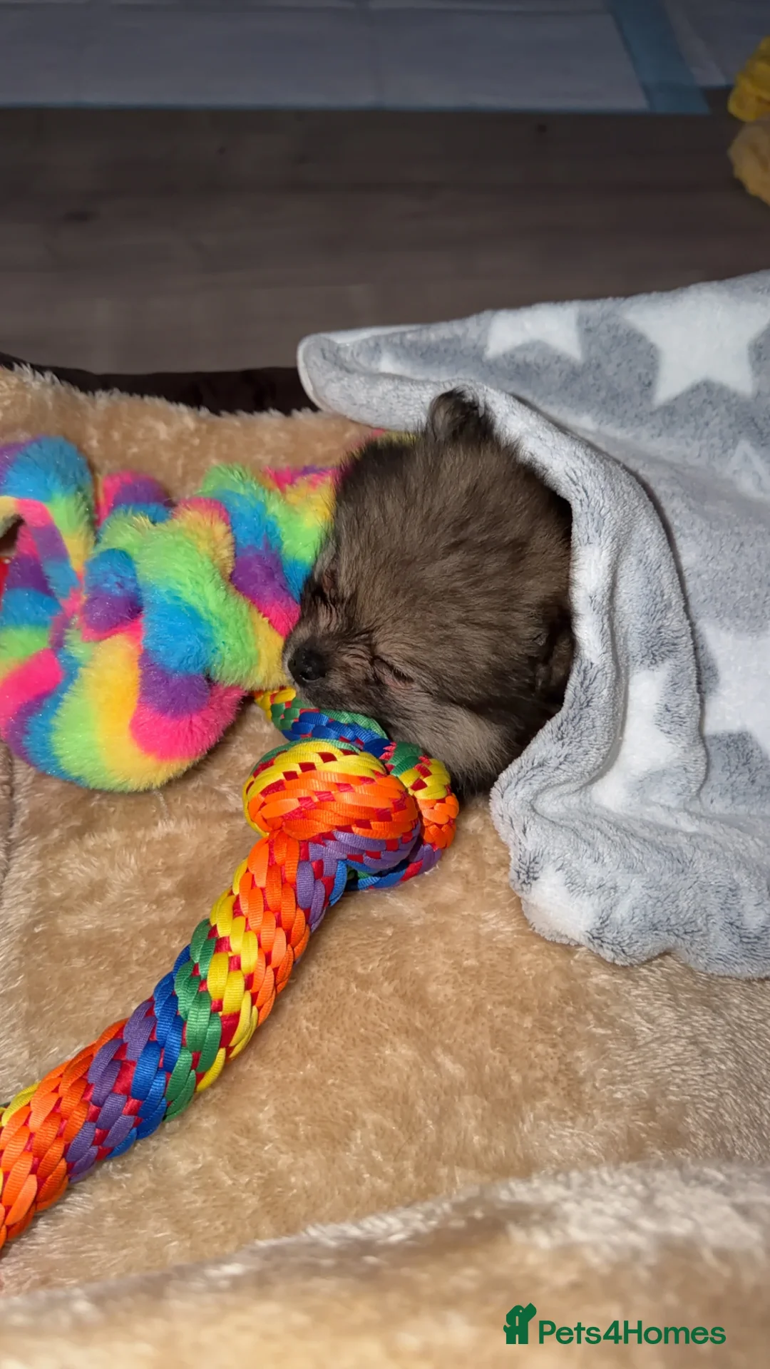 Pomeranian dogs for sale: Small Pomeranian Puppy for sale - 10 weeks in Runcorn - Advert 4