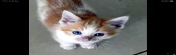 Mixed Breed cats for sale: Adorable Ragdoll x Maine Coon mix kittens  - Advert 14