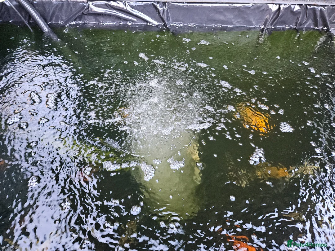 Koi Carp fish for sale: Koi carp  in Fareham - Advert 4