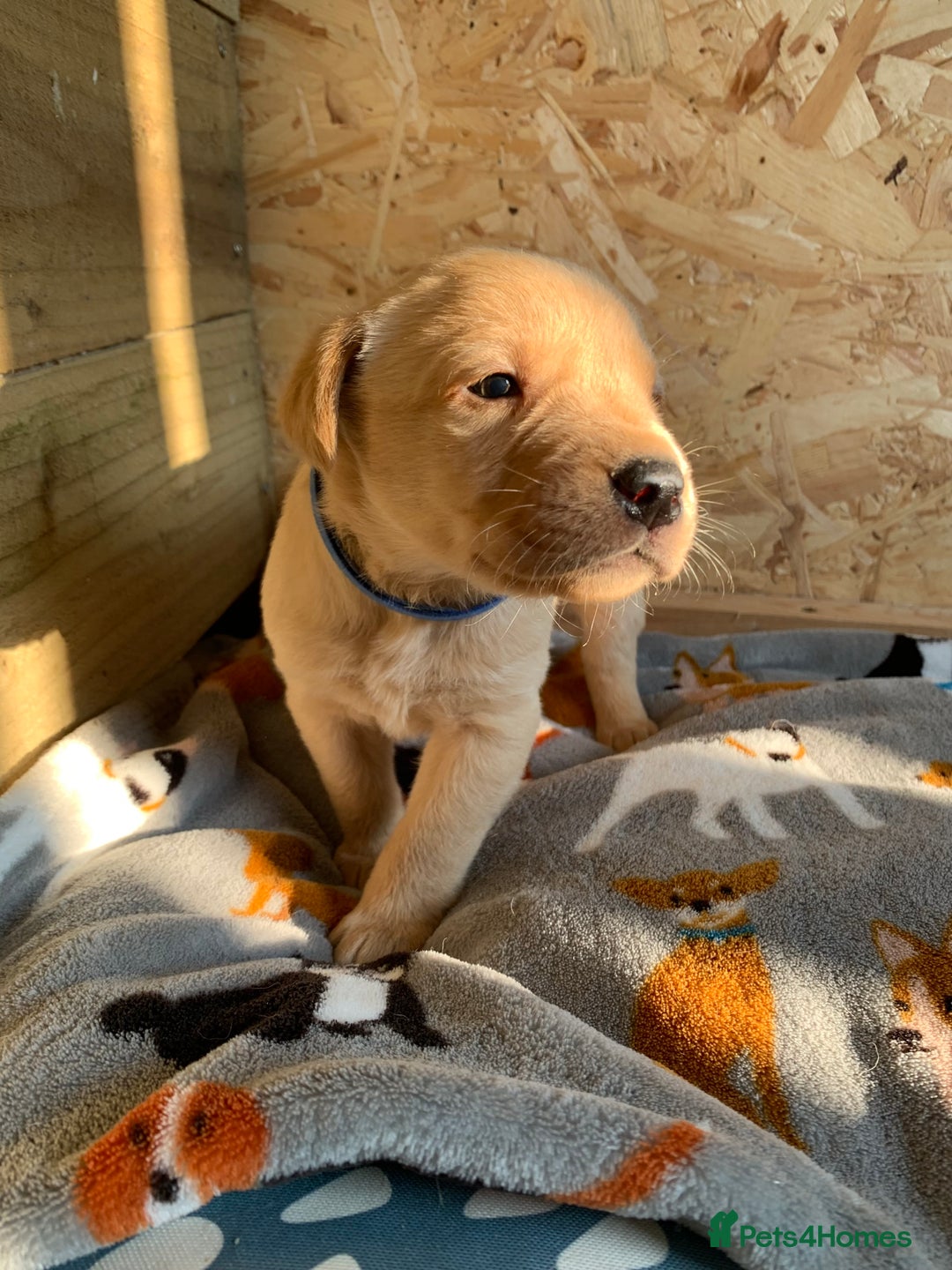 Labrador Retriever dogs for sale: Fox Red Labrador Puppies for sale  in Cumnock - Image 9