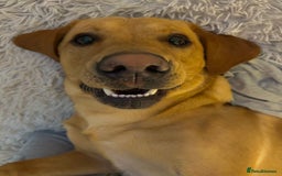 Labrador Retriever dogs for stud: Fox red labrador for stud  - Image 10
