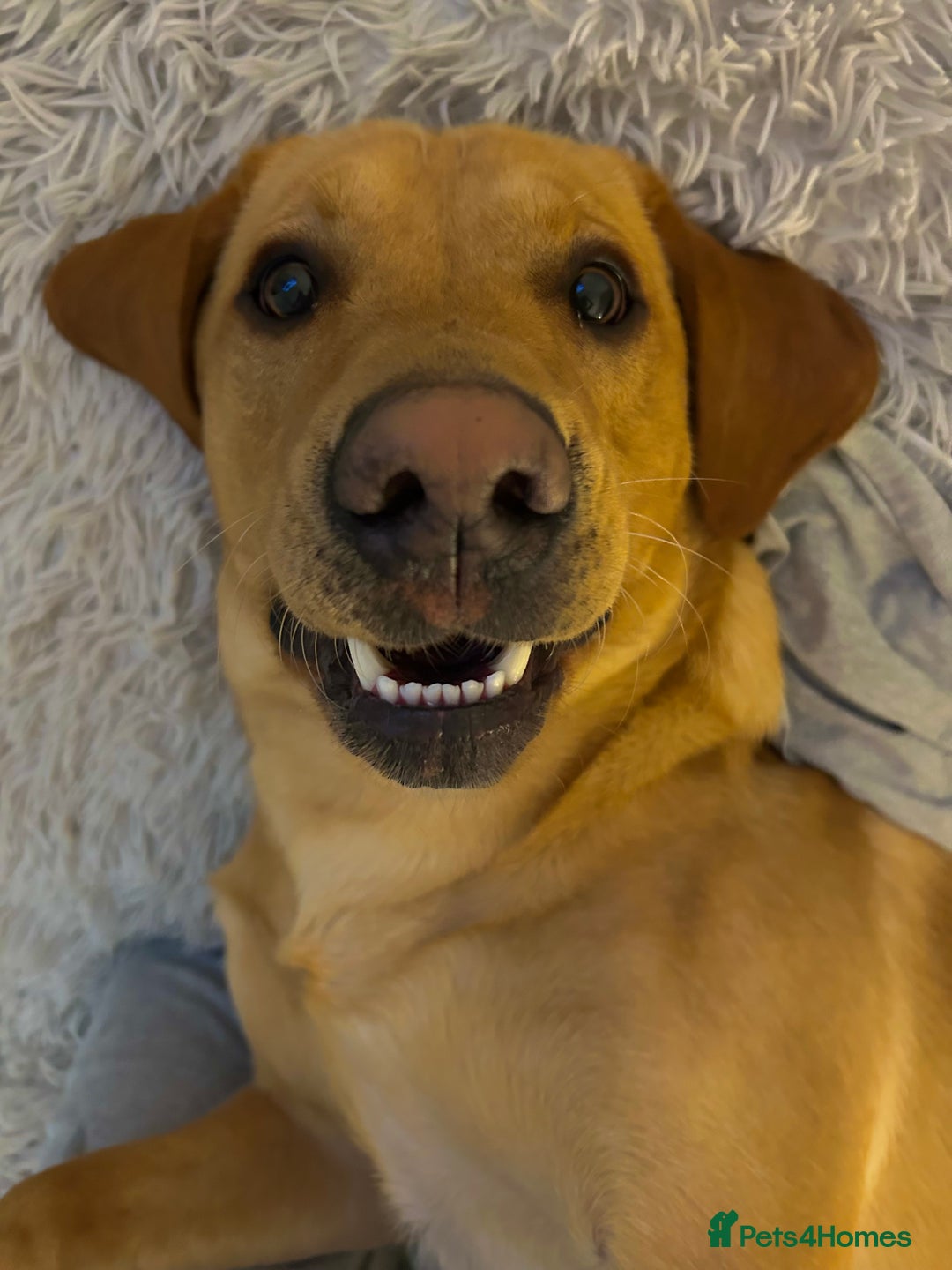 Labrador Retriever dogs for stud: Fox red labrador for stud  - Image 10
