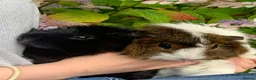 Guinea Pig rodents for sale: Two Male Guinea Pigs in Liskeard - Advert 1