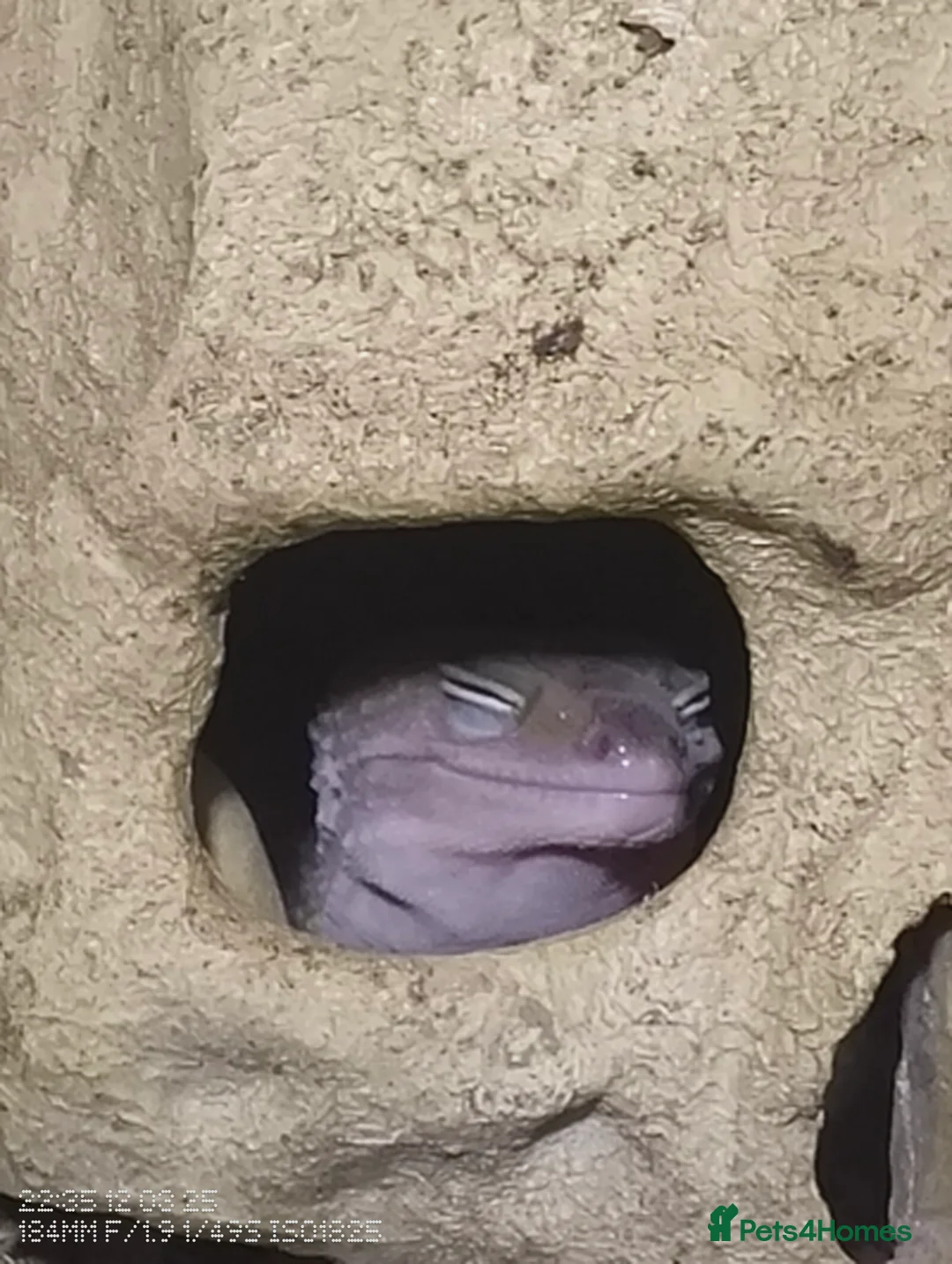 Leopard Gecko reptiles for sale: Boy blizzard morph comes with vivarium setup - Advert 2