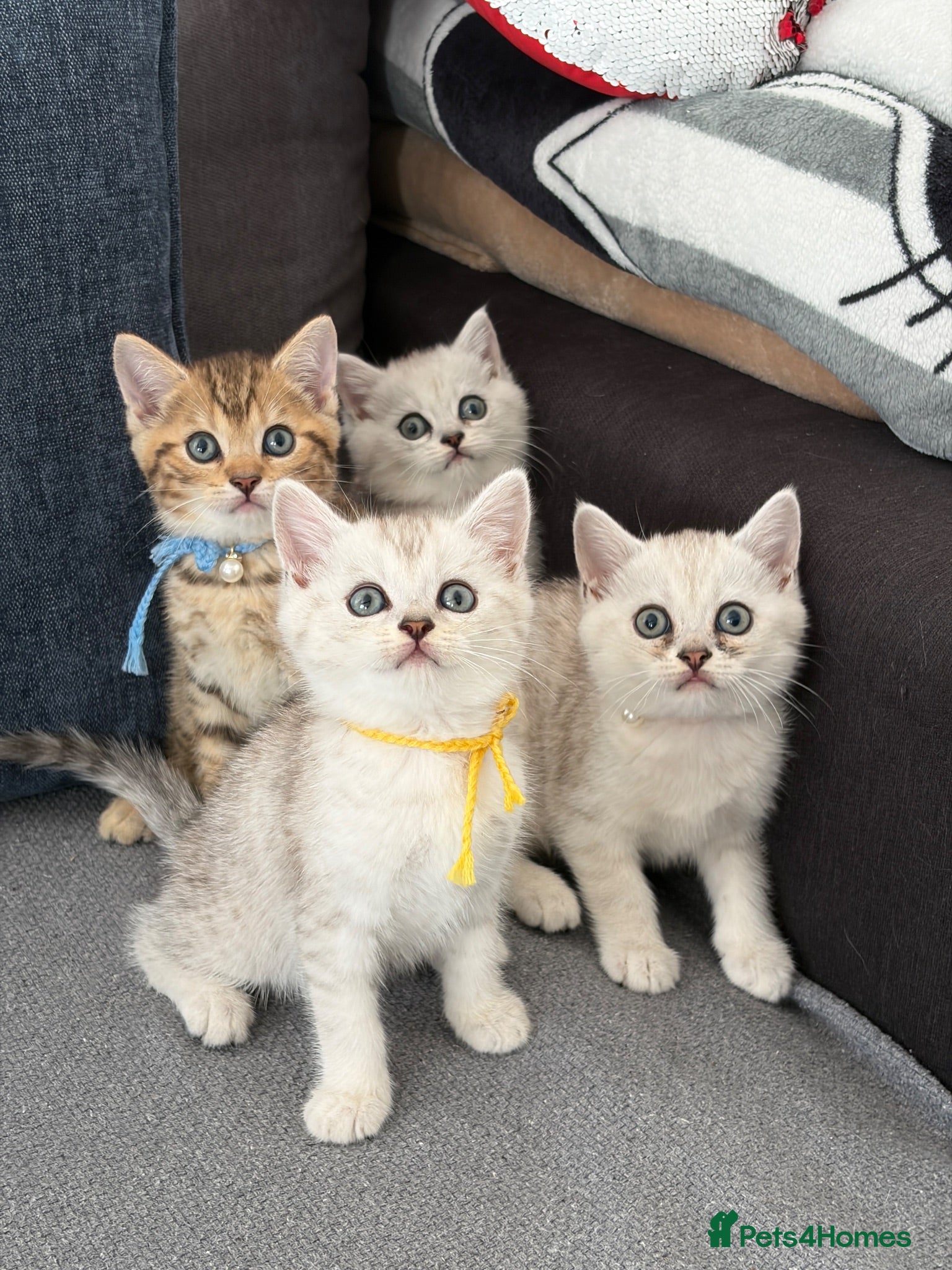 British Shorthair cats     🐾 Stunning British Shorthair Kittens  🐾  - Advert 2