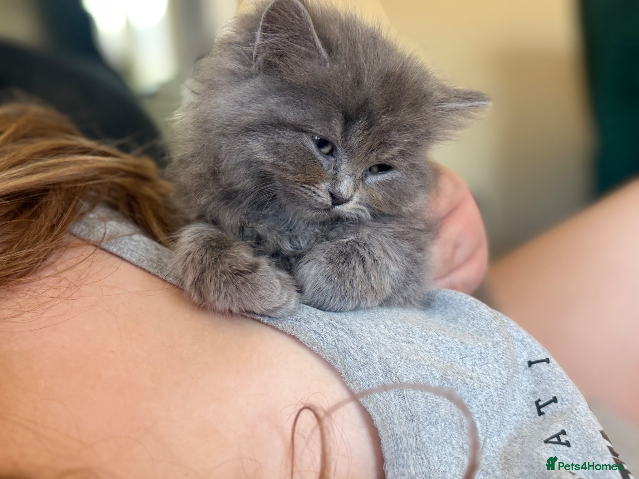 British Longhair cats Stunning British longhair kittens (last 2 left) - Advert 2