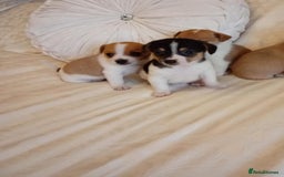 Jack Russell dogs for sale: Miniature Jack Russell puppies  - Image 7