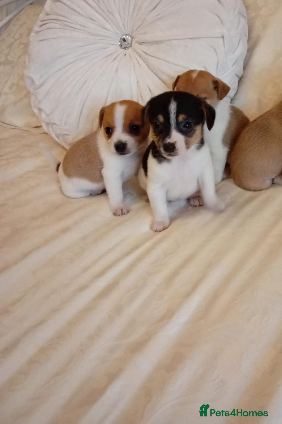 Jack Russell dogs for sale: Miniature Jack Russell puppies  - Image 7