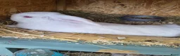 Dwarf Lop rabbits for sale: Dwarf lops - Advert 7