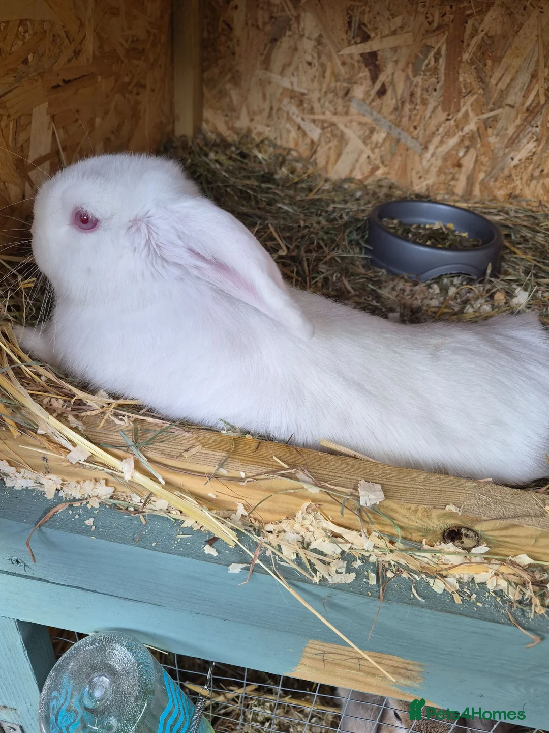 Dwarf Lop rabbits for sale: Dwarf lops - Advert 7