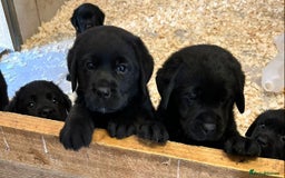 Labrador Retriever dogs for sale: Show Quality Black & Chocolate Labrador Pups - Image 1