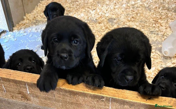 Labrador Retriever dogs - Advert 1