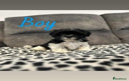 Shih Tzu dogs for sale: 🩷 Beautiful Shitzu Puppies 🩷 - Image 38
