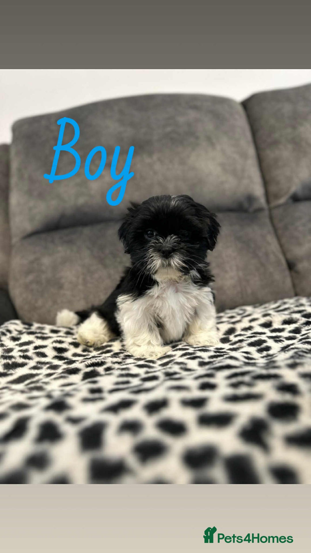 Shih Tzu dogs for sale: 🩷 Beautiful Shitzu Puppies 🩷 - Image 38