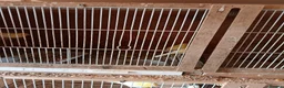 Canaries birds for sale: 10 canaries - Advert 7