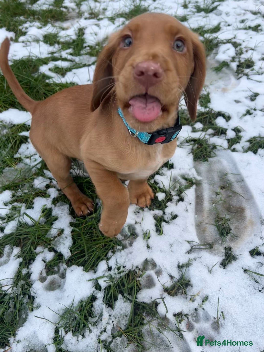 Cockerdor dogs for sale: 12 week cockerdor  - Advert 2