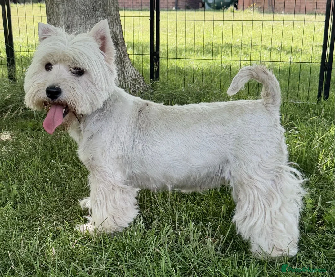 West Highland Terrier dogs for adoption: 🐾 Mona – Female West Highland Terrier 🐾 - Advert 6