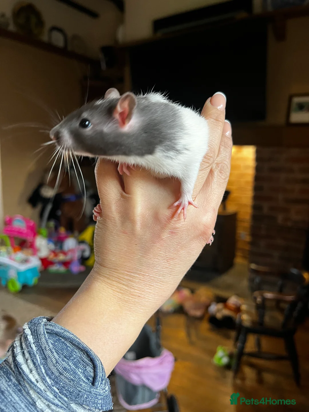 Rat rodents for sale: Dumbo x rats for sale - Advert 3