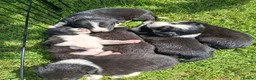 Border Collie dogs for sale: Stunning Collie puppies from working parents in Belper - Advert 20