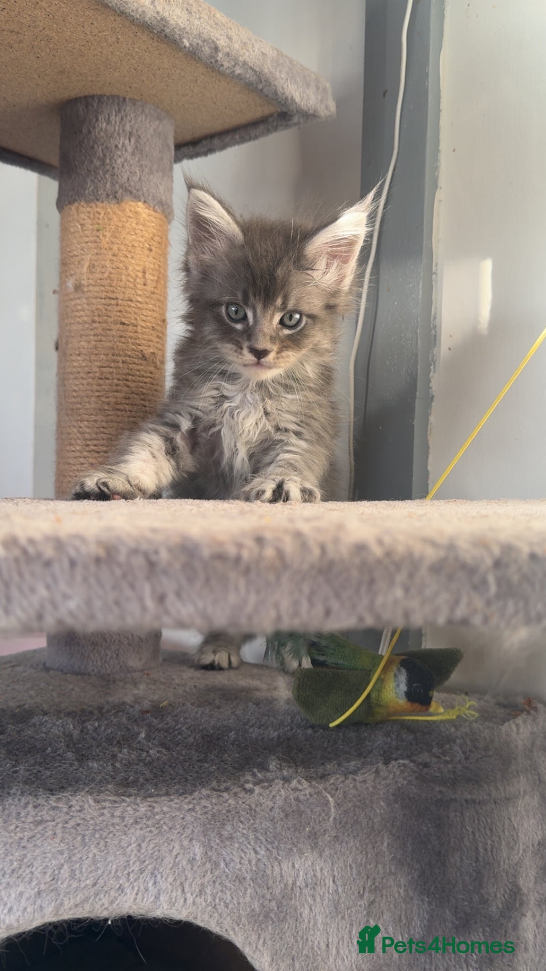 Maine Coon cats for sale: Exceptional Mainecoon Cubs 3 left - Advert 14
