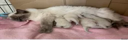 Ragdoll cats for sale: Lynx fluffballs❤️ - Advert 6