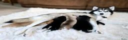 Pomsky dogs for sale: STUNNING POMSKY PUPPIES  - Advert 9