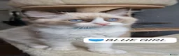 Ragdoll cats for sale: Last 3 Luxury Kittens left -European line Ragdoll - Advert 12